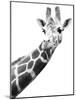 Giraffe-null-Mounted Photographic Print