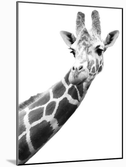 Giraffe-null-Mounted Photographic Print