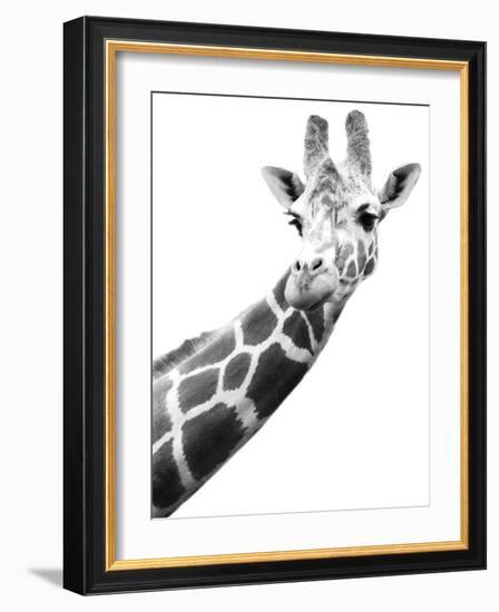 Giraffe-null-Framed Photographic Print