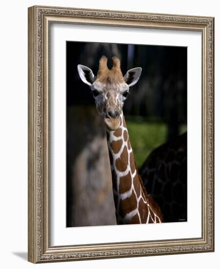 Giraffe-Gordon Semmens-Framed Photographic Print