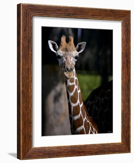 Giraffe-Gordon Semmens-Framed Photographic Print