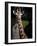 Giraffe-Gordon Semmens-Framed Photographic Print