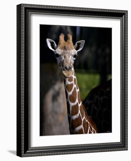 Giraffe-Gordon Semmens-Framed Photographic Print