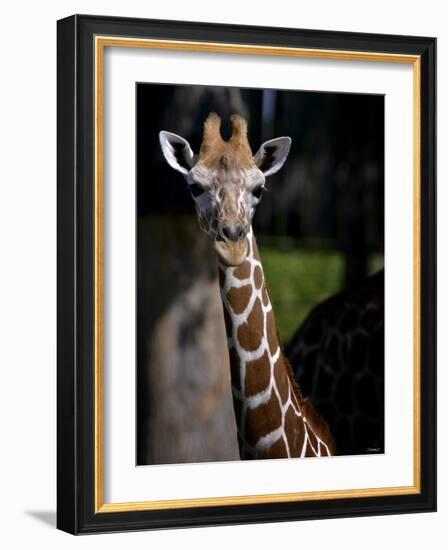 Giraffe-Gordon Semmens-Framed Photographic Print