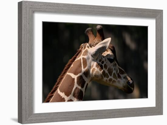 Giraffe-Gordon Semmens-Framed Photographic Print