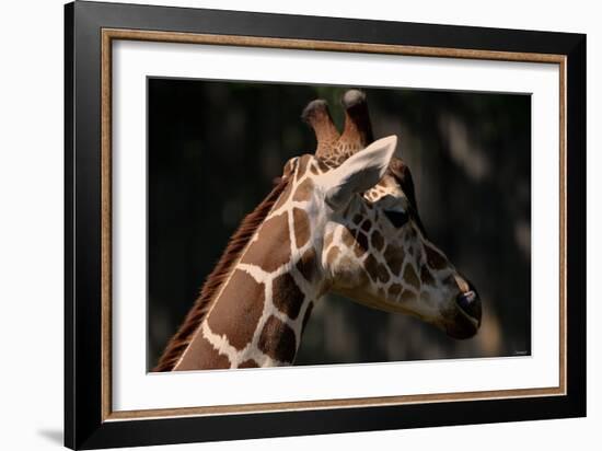 Giraffe-Gordon Semmens-Framed Photographic Print