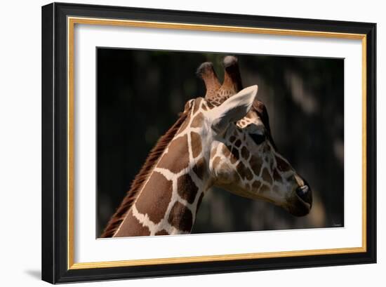 Giraffe-Gordon Semmens-Framed Photographic Print