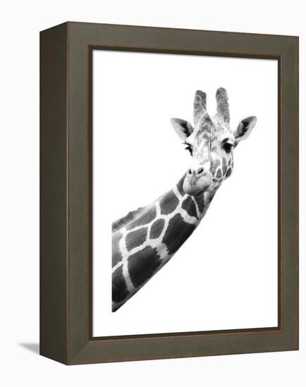 Giraffe-null-Framed Stretched Canvas