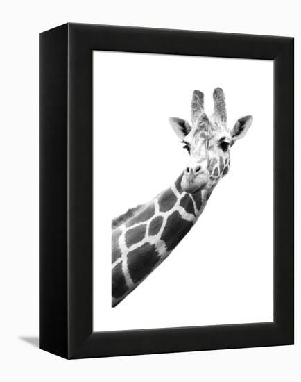 Giraffe-null-Framed Stretched Canvas