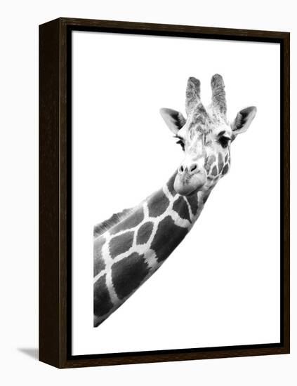 Giraffe-null-Framed Stretched Canvas