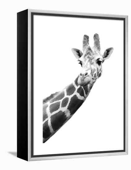 Giraffe-null-Framed Stretched Canvas
