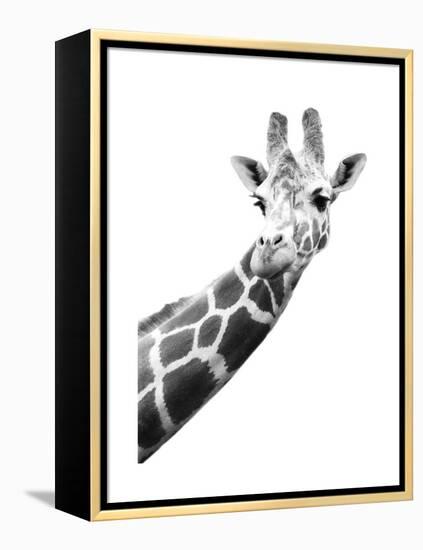 Giraffe-null-Framed Stretched Canvas