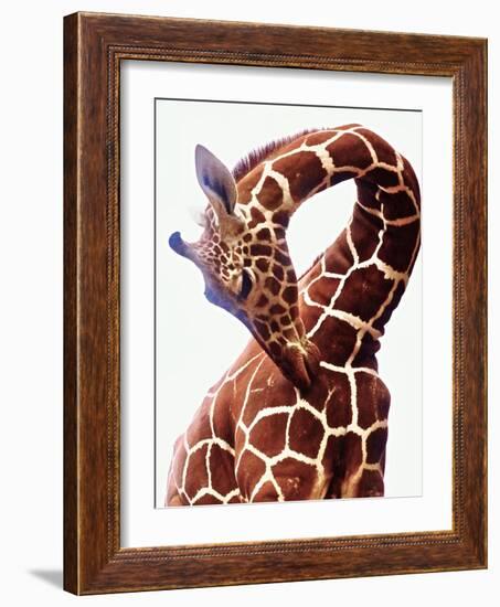 Giraffe-Eric Meyer-Framed Photographic Print