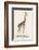 Giraffe-Paul Fournier-Framed Photographic Print