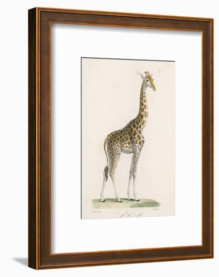 Giraffe-Paul Fournier-Framed Photographic Print