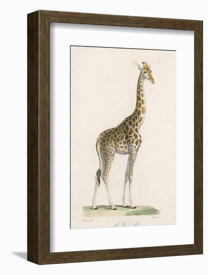 Giraffe-Paul Fournier-Framed Photographic Print