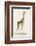 Giraffe-Paul Fournier-Framed Photographic Print