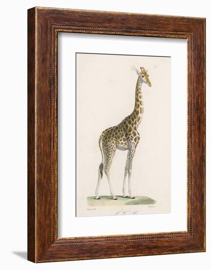 Giraffe-Paul Fournier-Framed Photographic Print