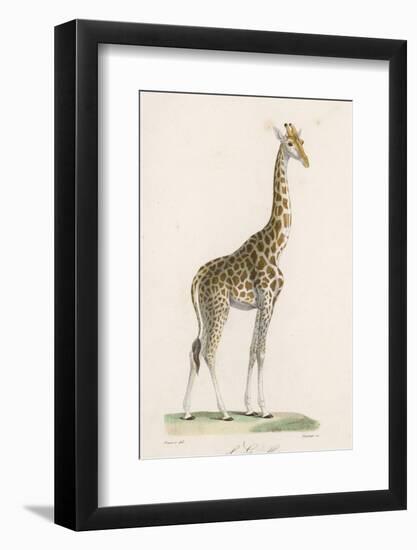 Giraffe-Paul Fournier-Framed Photographic Print