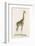 Giraffe-Paul Fournier-Framed Photographic Print