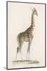 Giraffe-Paul Fournier-Mounted Photographic Print