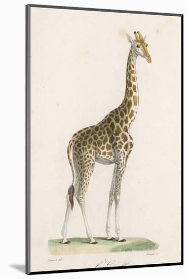 Giraffe-Paul Fournier-Mounted Photographic Print