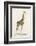 Giraffe-Paul Fournier-Framed Photographic Print