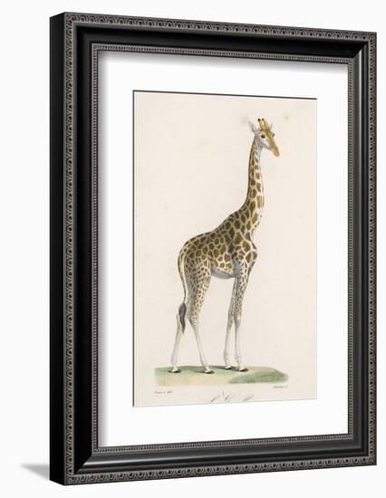 Giraffe-Paul Fournier-Framed Photographic Print