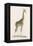 Giraffe-Paul Fournier-Framed Premier Image Canvas