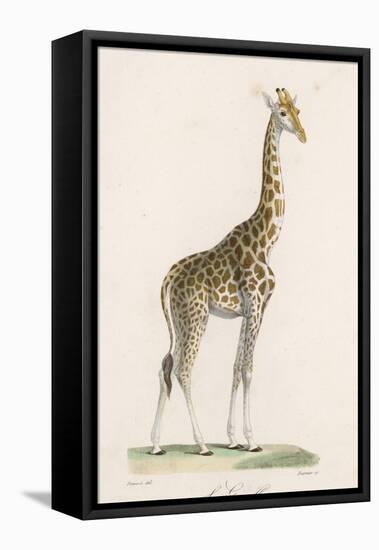 Giraffe-Paul Fournier-Framed Premier Image Canvas