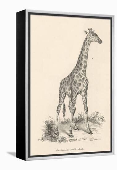 Giraffe-null-Framed Premier Image Canvas