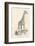 Giraffe-null-Framed Photographic Print