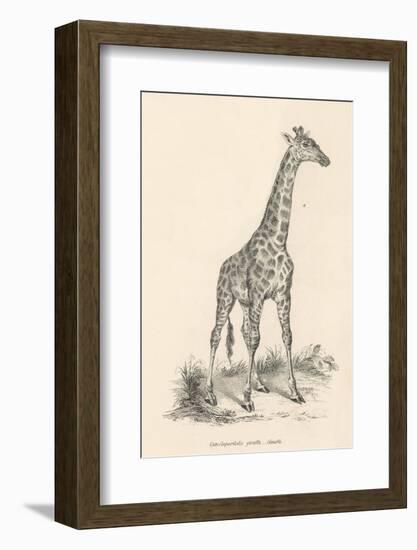 Giraffe-null-Framed Photographic Print