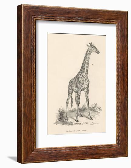 Giraffe-null-Framed Photographic Print