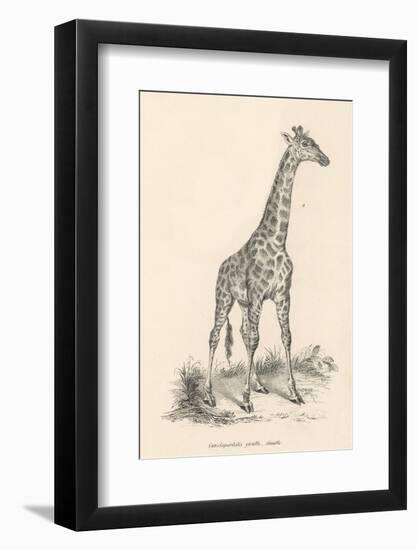 Giraffe-null-Framed Photographic Print