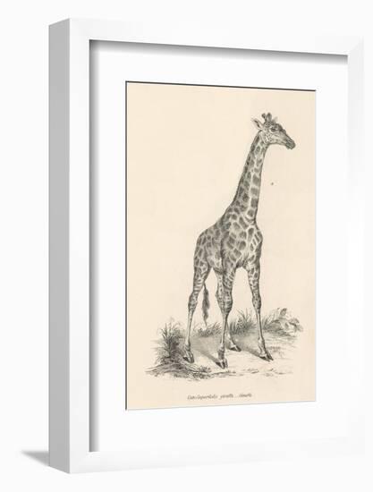 Giraffe-null-Framed Photographic Print