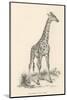 Giraffe-null-Mounted Photographic Print