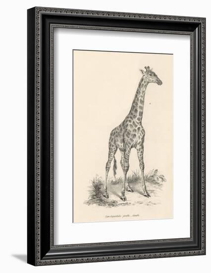 Giraffe-null-Framed Photographic Print