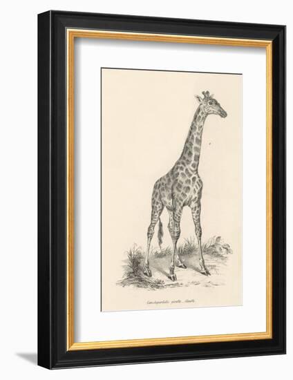 Giraffe-null-Framed Photographic Print