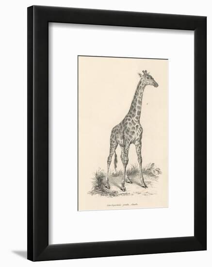 Giraffe-null-Framed Photographic Print