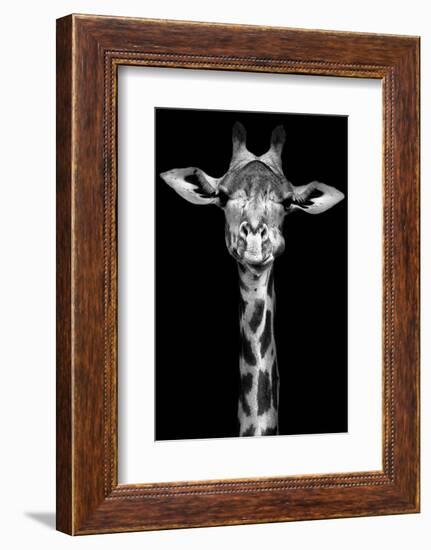 Giraffe-Incado-Framed Photographic Print