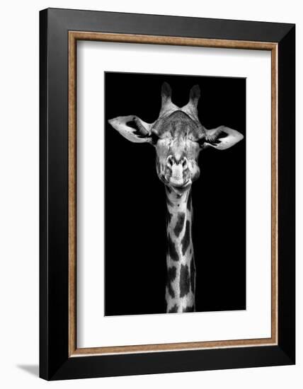 Giraffe-Incado-Framed Photographic Print