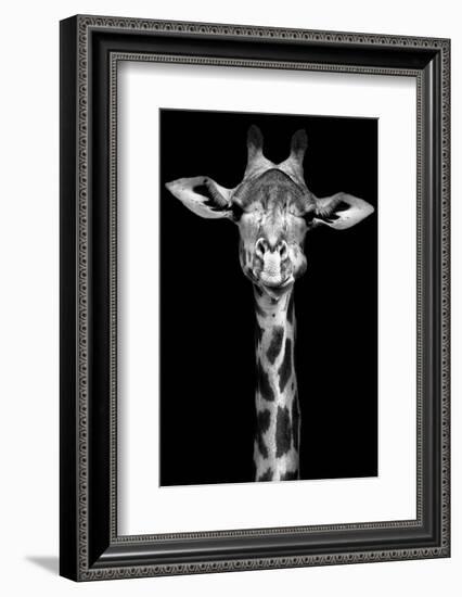 Giraffe-Incado-Framed Photographic Print