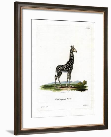 Giraffe-null-Framed Giclee Print