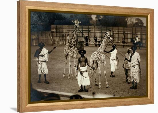 Giraffes and their Somali Handlers, C.1905-null-Framed Premier Image Canvas