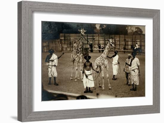 Giraffes and their Somali Handlers, C.1905-null-Framed Photographic Print