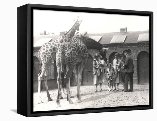 Giraffes and Visitors at Zsl London Zoo, from July 1926-Frederick William Bond-Framed Premier Image Canvas