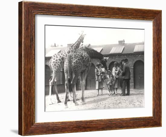 Giraffes and Visitors at Zsl London Zoo, from July 1926-Frederick William Bond-Framed Photographic Print