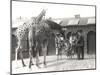 Giraffes and Visitors at Zsl London Zoo, from July 1926-Frederick William Bond-Mounted Photographic Print