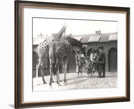 Giraffes and Visitors at Zsl London Zoo, from July 1926-Frederick William Bond-Framed Photographic Print